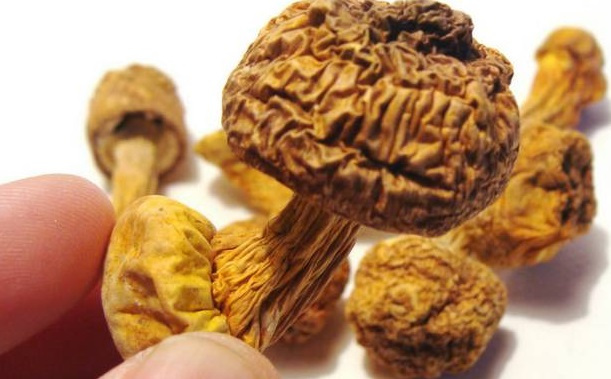 巴西菇、姬松茸烘干機-怎樣烘干色澤好且菇體褶片完整？